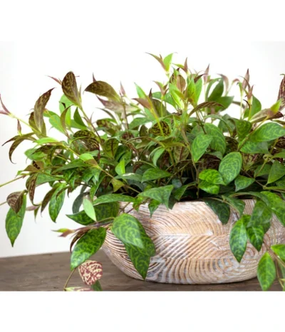 Gefleckte Sinnblume - Aeschynanthus 7 Gefleckte Sinnblume - Aeschynanthus -Haus Pflanzen Welt 8200834 BildFS 001 GefleckteSinnblumeAeschynanthusAeschynanthusMarmoratus