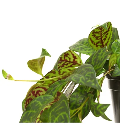 Gefleckte Sinnblume - Aeschynanthus 6 Gefleckte Sinnblume - Aeschynanthus -Haus Pflanzen Welt 8200834 WE DE 001 SchamblumeAeschynanthusMarmoratusT12DehnerExpressHerzig