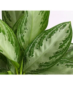 Kolbenfaden - Aglaonema Commutatum 'Silverbay' -Haus Pflanzen Welt 8201071 PR DE 001 KolbenfadenAglaonemaSiverBayT17DehnerExpressHerzig