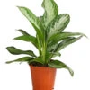 Kolbenfaden - Aglaonema Commutatum 'Silverbay' -Haus Pflanzen Welt 8201071 PR FS 001 KolbenfadenAglaonemaSiverBayT17DehnerExpressHerzig