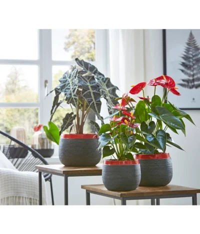 Große Flamingoblume - Anthurium Andreanum 'Adios', Verschiedene Sorten -Haus Pflanzen Welt 8201253 8736266 8203408 PR MO 003 Anthurien02GC18