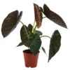 Pfeilblatt - Alocasia 'Wentii' -Haus Pflanzen Welt 8201329 WE FS 001 AlocasiaWentiiT19