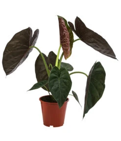 Pfeilblatt - Alocasia 'Wentii'