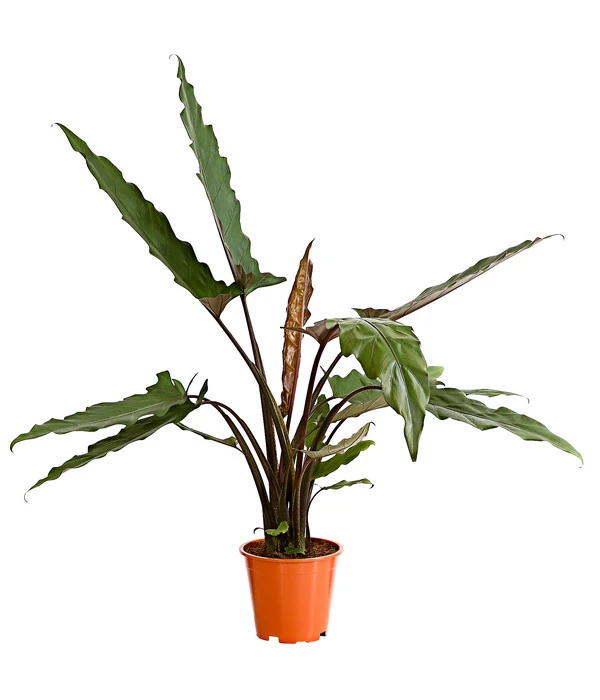 Pfeilblatt - Alocasia Lauterbachiana 3 Pfeilblatt - Alocasia Lauterbachiana