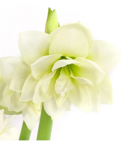 Amaryllis - Hippeastrum-Hybride 'Multiflower' 15 Amaryllis - Hippeastrum-Hybride 'Multiflower' -Haus Pflanzen Welt 8201535 PR DE 001 AmaryllisHippeastrumMultiflora4ZwiebelDehnerExpressHerzig
