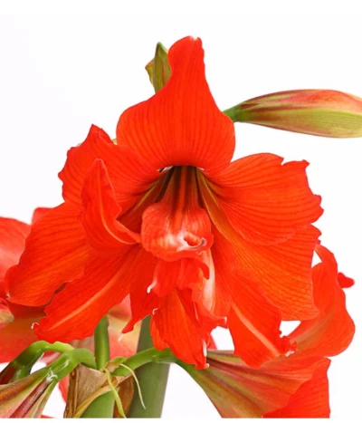Amaryllis - Hippeastrum-Hybride 'Multiflower' 14 Amaryllis - Hippeastrum-Hybride 'Multiflower' -Haus Pflanzen Welt 8201535 PR DE 001 AmaryllisHippeastrumMultiflora4ZwiebelT17DehnerExpressHerzig