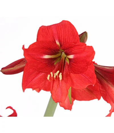 Amaryllis - Hippeastrum-Hybride 'Multiflower' 16 Amaryllis - Hippeastrum-Hybride 'Multiflower' -Haus Pflanzen Welt 8201535 PR DE 001 AmaryllisHippeastrumMultiflora4ZwiebelnT13DehnerExpressHerzig