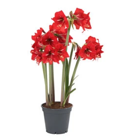 Amaryllis - Hippeastrum-Hybride 'Multiflower' -Haus Pflanzen Welt 8201535 PR FS 001 AmaryllisHippeastrumMultiflora4ZwiebelnT13DehnerExpressHerzig