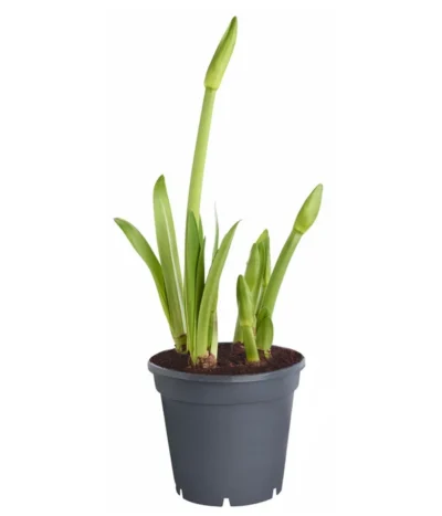 Amaryllis - Hippeastrum-Hybride 'Multiflower' 13 Amaryllis - Hippeastrum-Hybride 'Multiflower' -Haus Pflanzen Welt 8201535 PR FS 001 HippeastrumAmaryllisT17Multiflora4ZwiebelnOhneBlueteDehnerExpressZS