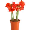 Amaryllis - Hippeastrum-Hybride 'Multiflower' -Haus Pflanzen Welt 8201535 WE FS 001 AmaryllisHippeastrumMultiflora4ZwiebelT17DehnerExpressHerzigOW