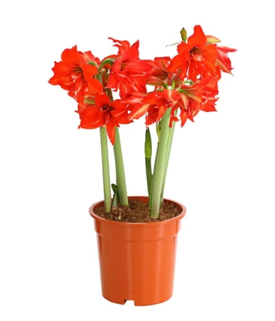 Amaryllis - Hippeastrum-Hybride 'Multiflower'