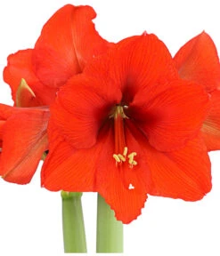Amaryllis - Hippeastrum 'Superzwiebel' -Haus Pflanzen Welt 8201618 PR DE 001 AmaryllisHippeastrumRittersternSuperzwiebelT17DehnerExpressHerzig