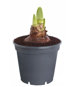 Amaryllis - Hippeastrum 'Superzwiebel' -Haus Pflanzen Welt 8201618 PR FS 001 HippeastrumAmaryllisSuperzwiebelT17OhneBlueteDehnerExpressZS