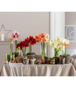 Amaryllis - Hippeastrum 'Superzwiebel' -Haus Pflanzen Welt 8201618 WE MO 001 Amaryllis BestOfAmaryllis