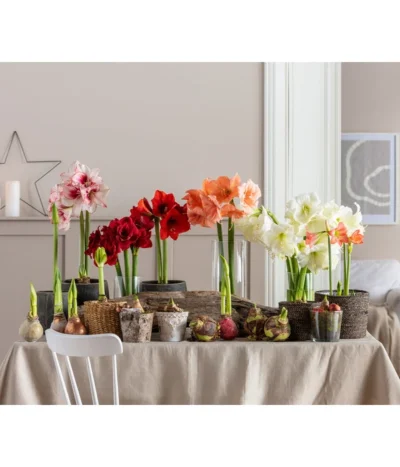 Amaryllis - Hippeastrum 'Superzwiebel' 11 Amaryllis - Hippeastrum 'Superzwiebel' -Haus Pflanzen Welt 8201618 WE MO 001 Amaryllis BestOfAmaryllis