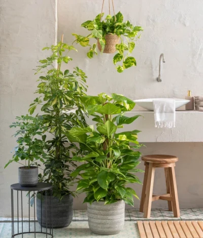 Dehner Seegras-Ampel Igmar -Haus Pflanzen Welt 820183 WE MO 001 ScheffleraAboricolaT21