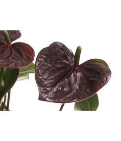 Flamingoblume - Anthurium Andreanum 'Brown Giant' -Haus Pflanzen Welt 8201931 PR DE 001 AnthurieGiantChocolatBraunT14DehnerExpressHerzig
