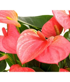 Große Flamingoblume - Anthurium Andreanum, Rosa 7 Große Flamingoblume - Anthurium Andreanum, Rosa -Haus Pflanzen Welt 8202855 PR DE 001 AnthurieAnthuriumAndreanumPinkChampionT21DehnerExpressHerzig