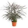 Fingeraralie - Schefflera Elegantissima -Haus Pflanzen Welt 8203150 WE FS 001 ScheffleraElegantissimaT13
