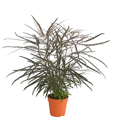 Fingeraralie - Schefflera Elegantissima