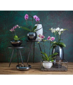 Schmetterlingsorchidee - Phalaenopsis Cultivars 'Umbrella', Verschiedene Sorten -Haus Pflanzen Welt 8203242 8207201 PR MO 002KERAMIKSERIE ORCHIDEEN