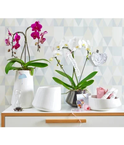 Schmetterlingsorchidee - Phalaenopsis Cultivars 'Umbrella', Verschiedene Sorten -Haus Pflanzen Welt 8203242 8280505 PR MO 001 SchmetterlingsorchideePhalaenopsisUmbrellaUveSauer