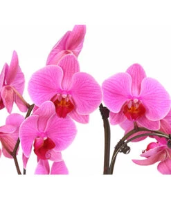 Schmetterlingsorchidee - Phalaenopsis Cultivars 'Umbrella', Verschiedene Sorten -Haus Pflanzen Welt 8203242 WE DE 001 SchmetterlingsorchideePhalaenopsisUmbrellaT12