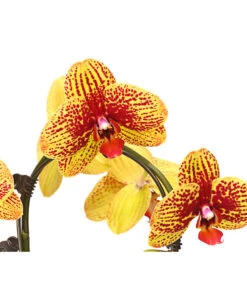 Schmetterlingsorchidee - Phalaenopsis Cultivars 'Umbrella', Verschiedene Sorten -Haus Pflanzen Welt 8203242 WE DE 002 SchmetterlingsorchideePhalaenopsisUmbrellaT12DehnerExpressHerzig
