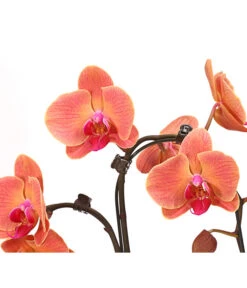 Schmetterlingsorchidee - Phalaenopsis Cultivars 'Umbrella', Verschiedene Sorten -Haus Pflanzen Welt 8203242 WE DE 003 SchmetterlingsorchideePhalaenopsisUmbrellaT12DehnerExpressHerzig