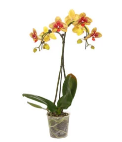 Schmetterlingsorchidee - Phalaenopsis Cultivars 'Umbrella', Verschiedene Sorten -Haus Pflanzen Welt 8203242 WE FS 002 SchmetterlingsorchideePhalaenopsisUmbrellaT12DehnerExpressHerzig