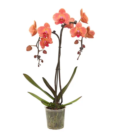 Schmetterlingsorchidee - Phalaenopsis Cultivars 'Umbrella', Verschiedene Sorten -Haus Pflanzen Welt 8203242 WE FS 003 SchmetterlingsorchideePhalaenopsisUmbrellaT12DehnerExpressHerzig