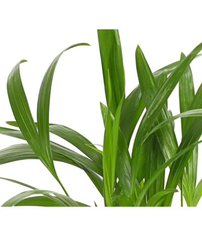 Goldfruchtpalme - Dypsis Lutescens -Haus Pflanzen Welt 8203572 WE DE 001 GoldfruchtpalmeChrysalidocarpusArecaT9DehnerExpressHerzig