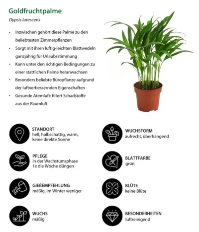 Goldfruchtpalme - Dypsis Lutescens -Haus Pflanzen Welt 8203580 WE IG 001 GoldfruchtpalmeDypsisLutesens