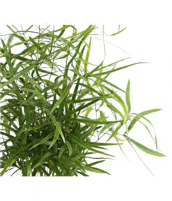 Zierspargel - Asparagus Cultivars, Verschiedene Sorten 13 Zierspargel - Asparagus Cultivars, Verschiedene Sorten -Haus Pflanzen Welt 8203838 WE DE 001 ZierspargelAsparagusCultivars