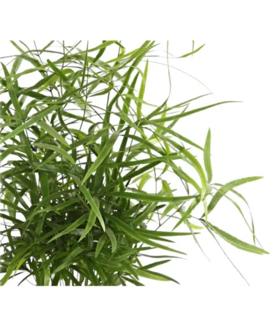 Zierspargel - Asparagus Cultivars, Verschiedene Sorten -Haus Pflanzen Welt 8203838 WE DE 001 ZierspargelAsparagusCultivars