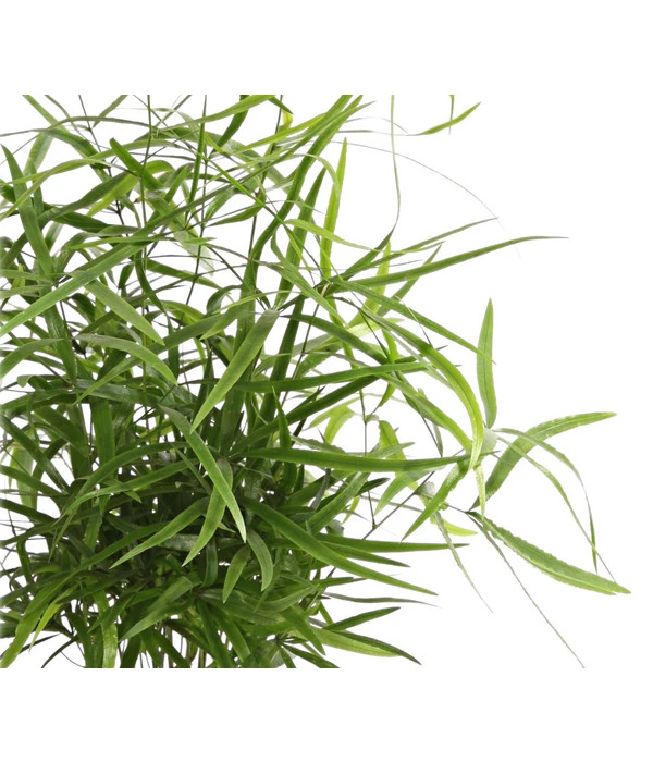 Zierspargel - Asparagus Cultivars, Verschiedene Sorten 7 Zierspargel - Asparagus Cultivars, Verschiedene Sorten – Bild 5