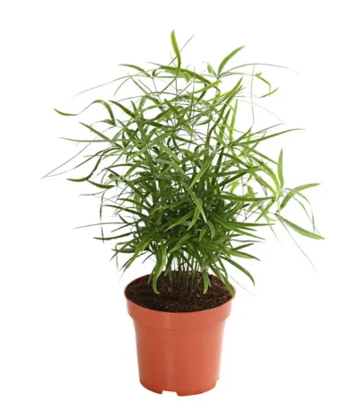 Zierspargel - Asparagus Cultivars, Verschiedene Sorten