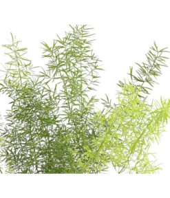 Zierspargel - Asparagus Cultivars, Verschiedene Sorten 14 Zierspargel - Asparagus Cultivars, Verschiedene Sorten -Haus Pflanzen Welt 8203838 WE FS 003 ZierspargelAsparagusCultivars