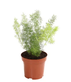 Zierspargel - Asparagus Cultivars, Verschiedene Sorten 11 Zierspargel - Asparagus Cultivars, Verschiedene Sorten -Haus Pflanzen Welt 8203838 WE FS 003 ZierspargelAsparagusCultivarsT12DehnerExpressHerzig