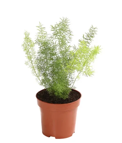 Zierspargel - Asparagus Cultivars, Verschiedene Sorten -Haus Pflanzen Welt 8203838 WE FS 003 ZierspargelAsparagusCultivarsT12DehnerExpressHerzig