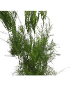 Zierspargel - Asparagus Cultivars, Verschiedene Sorten 15 Zierspargel - Asparagus Cultivars, Verschiedene Sorten -Haus Pflanzen Welt 8203838 WE FS 004 ZierspargelAsparagusCultivars