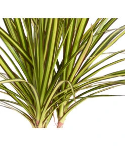 Drachenbaum - Dracaena Marginata 'Sunray' -Haus Pflanzen Welt 8204562 PR DE 001 DracaenaSunrayDehnerZS