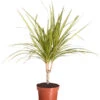 Drachenbaum - Dracaena Marginata 'Sunray' -Haus Pflanzen Welt 8204562 PR FS 001 DracaenaSunrayDrachenbaumDehnerExpressZS 1