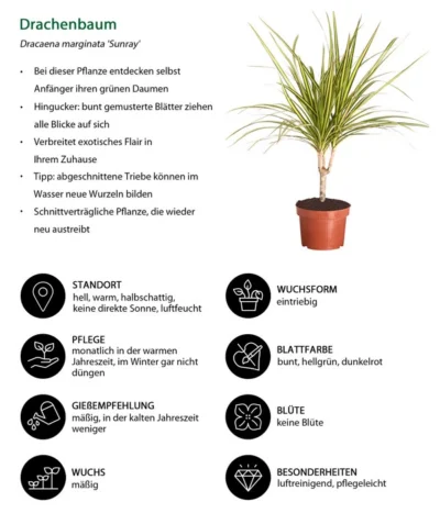 Drachenbaum - Dracaena Marginata 'Sunray' -Haus Pflanzen Welt 8204562 WE IG 001 DracaenaSunrayDrachenbaumDehnerExpressZS 1