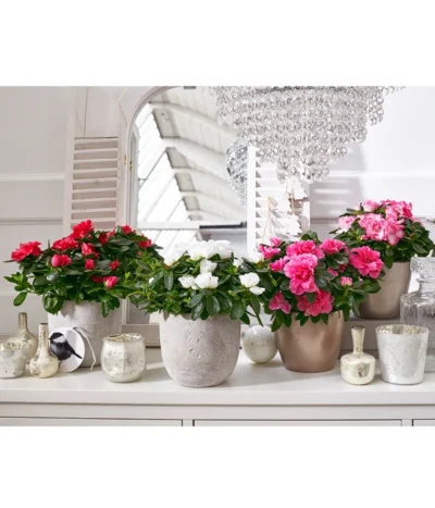 Zimmerazalee - Rhododendron Simsii, Sonderfarben 21 Zimmerazalee - Rhododendron Simsii, Sonderfarben -Haus Pflanzen Welt 8205106 8205221 8205148 8205163 PR MO 001 AzaleenAzaleaT12UveSauer