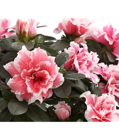 Zimmerazalee - Rhododendron Simsii, Sonderfarben 18 Zimmerazalee - Rhododendron Simsii, Sonderfarben -Haus Pflanzen Welt 8205106 WE DE 001 AzaleeAzaleaSonderfarbeT12DehnerExpressHerzigOW
