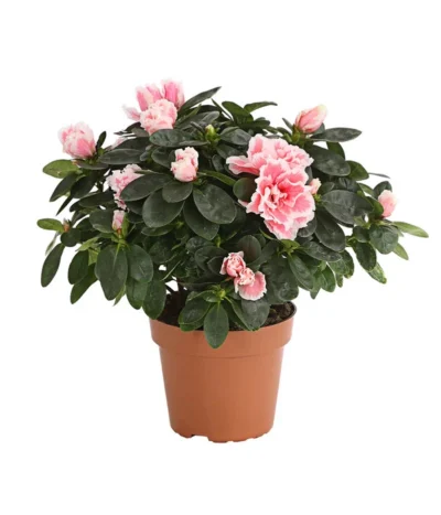 Haus Pflanzen Welt 15 Haus Pflanzen Welt -Haus Pflanzen Welt 8205106 WE FS 001 AzaleeAzaleaSofaT12DehnerExpressHerzig