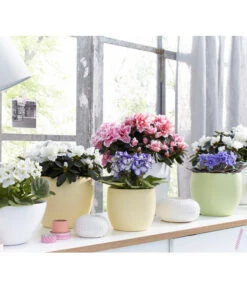 Zimmerazalee - Rhododendron Simsii, Sonderfarben -Haus Pflanzen Welt 8205106 WE MO 001 AzaleenAzaleaSaintpauliaUsambaraveilchenOstershooting2016UveSauerDehner