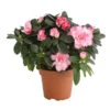 Zimmerazalee - Rhododendron Simsii, Sonderfarben 1 Zimmerazalee - Rhododendron Simsii, Sonderfarben -Haus Pflanzen Welt 8205106 we FS 002 AzaleeAzaleaSofaT12DehnerExpressHerzig