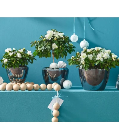 Zimmerazalee - Rhododendron Simsii, Busch -Haus Pflanzen Welt 8205148 8205171 8205379 82005148 PR MO 020 AzaleenAzaleaT12UveSauer